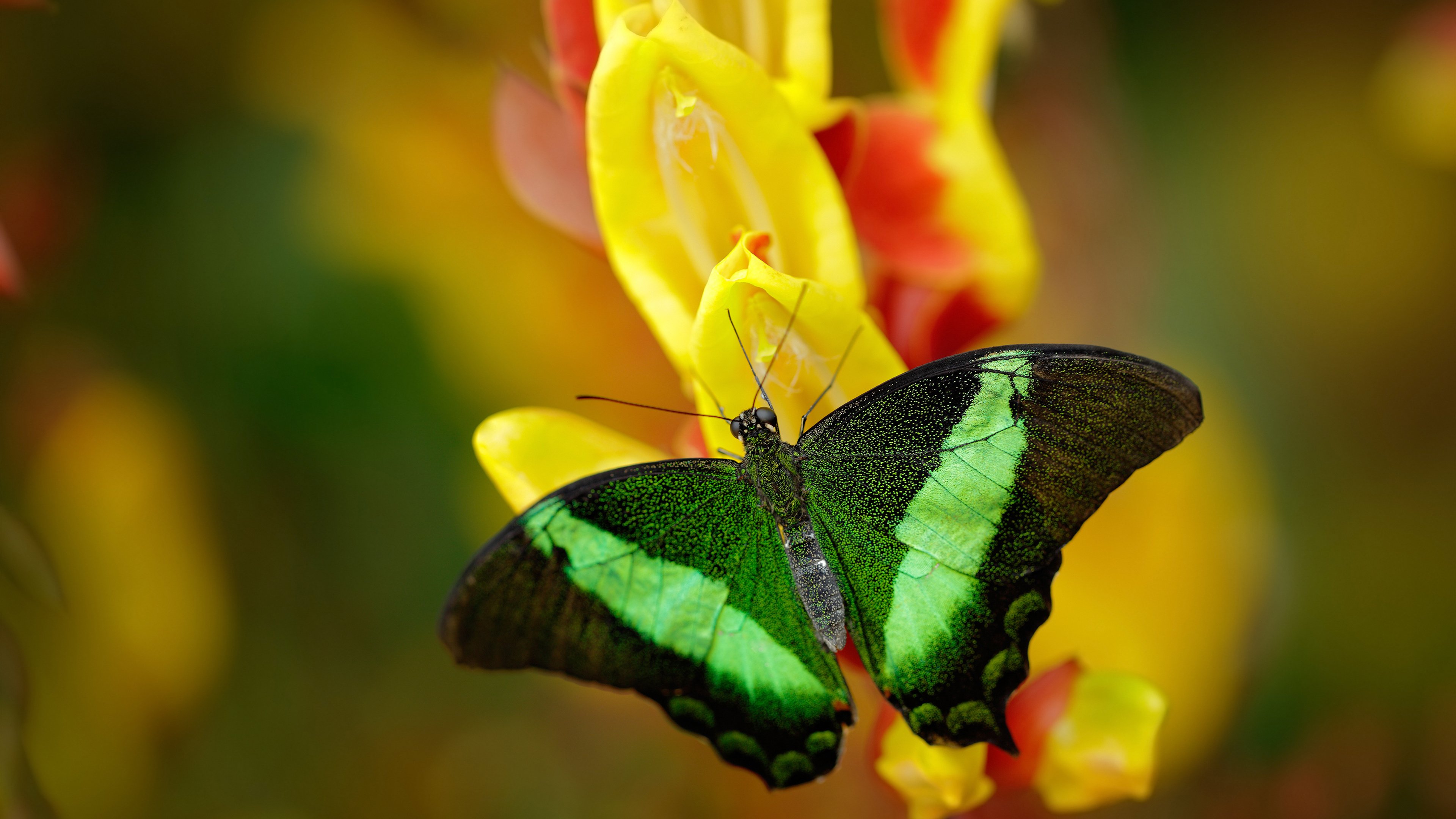 体育节目内容创新与观众互动性研究，体育节目分析