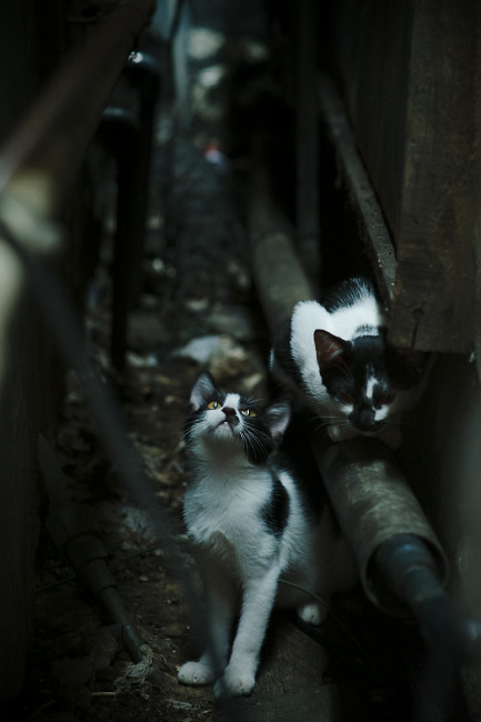 全国青少年马术耐力赛辽宁站圆满结束,马术耐力赛记录