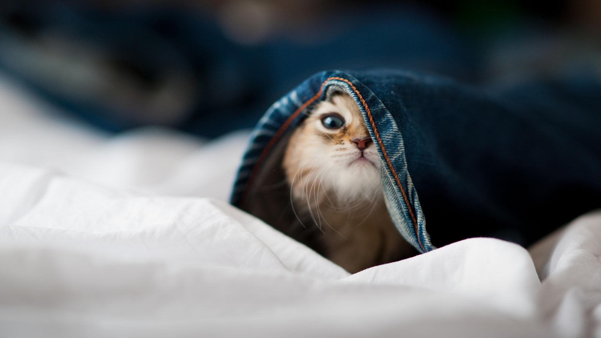 九游体育官网-“高新体育中心：羽毛球选手超常发挥，技术与力量的较量”