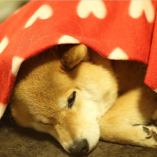 命中率全联盟最高的球队盘点,命中率最高的nba球员